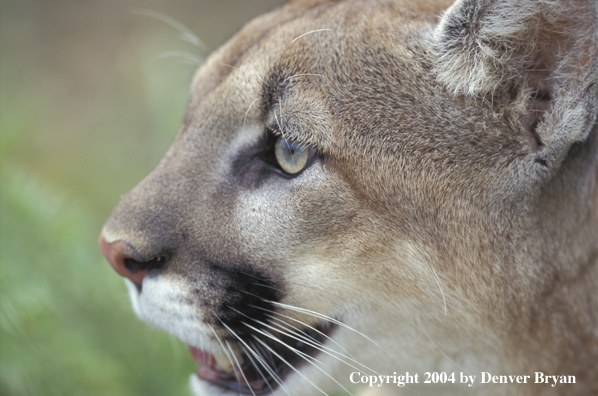 Mountain lion in habitat (closeup)