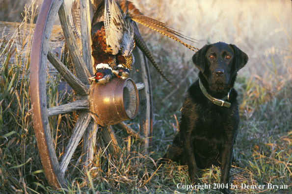 Black Labrador Retriever with pheasants