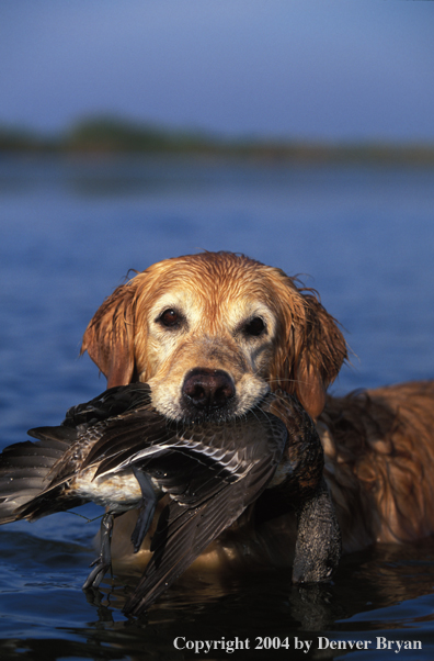 Golden Retriever with bagged duck.  