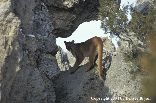 Mountain lion in habitat