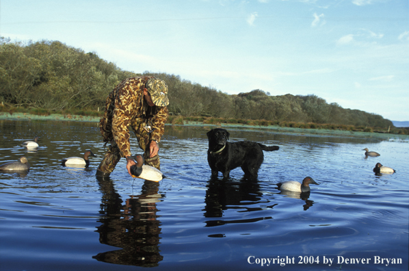 Waterfowl hunter with black Lab setting decoys. 