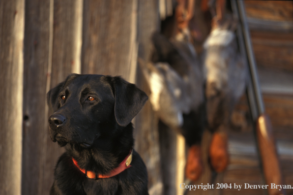 Black Labrador Retriever with shotgun and redhead drakes