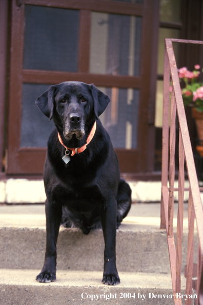 Black Labrador Retriever sitting on porch