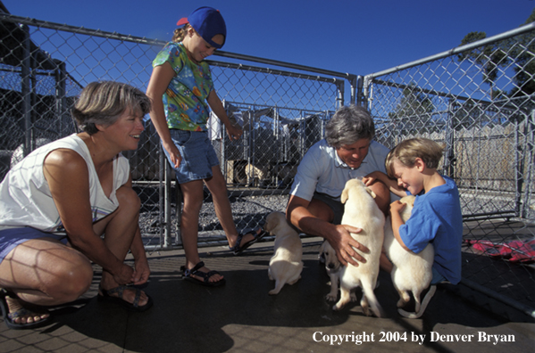 Family with yellow Labrador Retriever puppies