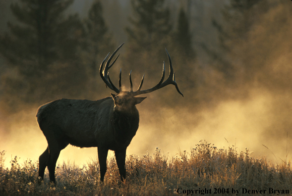 Bull elk bugling.