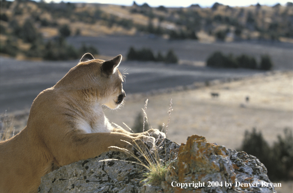 Mountain lion in habitat