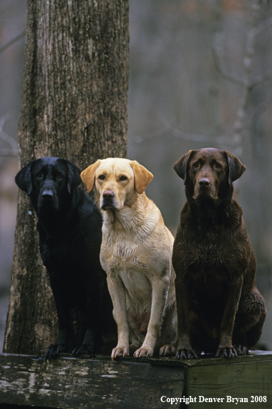 Labrador Retrievers