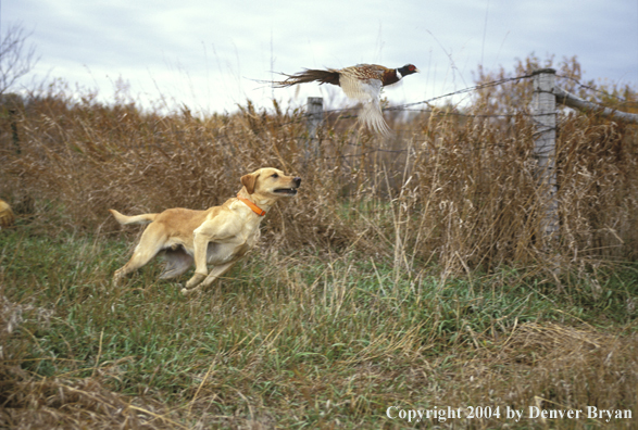 Yellow Labrador Retriever chasing pheasant