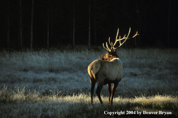 Bull elk in habitat.