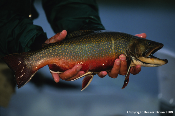 Large Brook Trout Male