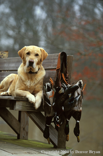 Yellow Labrador Retriever with bagged ducks.