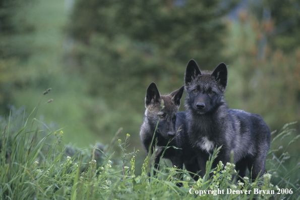 Gray wolf pups in habitat. (Black phase)