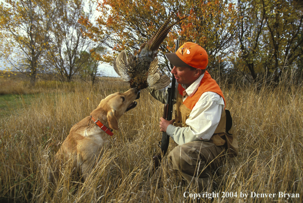 Upland bird hunter taking pheasant from yellow Labrador Retriever.