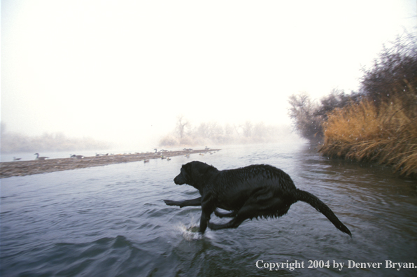 Black Labrador Retriever entering water for a retrieve