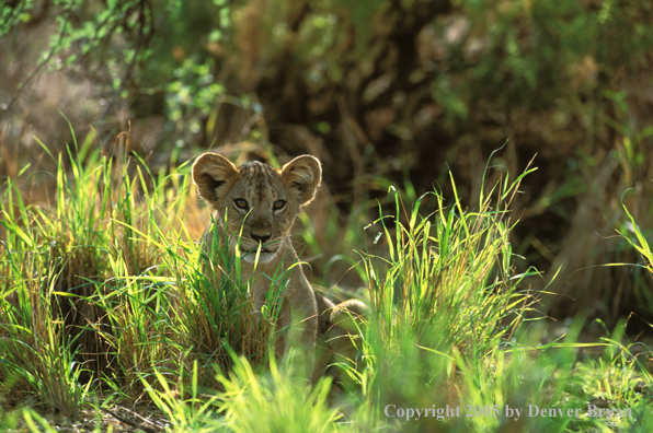 Lion cub in habitat. Africa