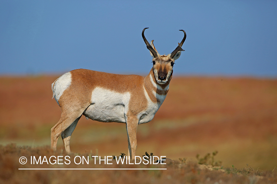 Pronghorn antelope in field.