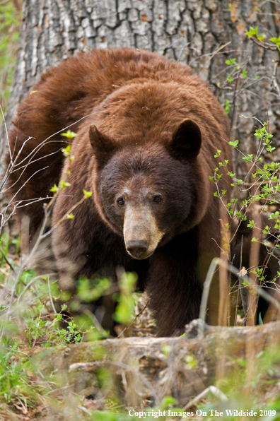 Black Bear