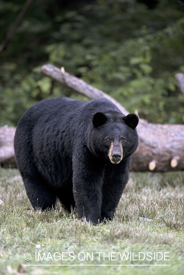 Black Bear in habitat.