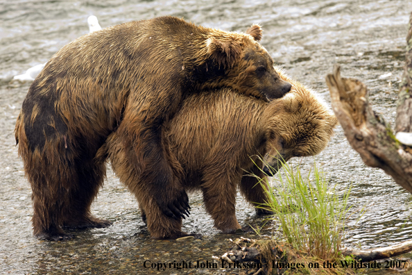 Brown bear mating