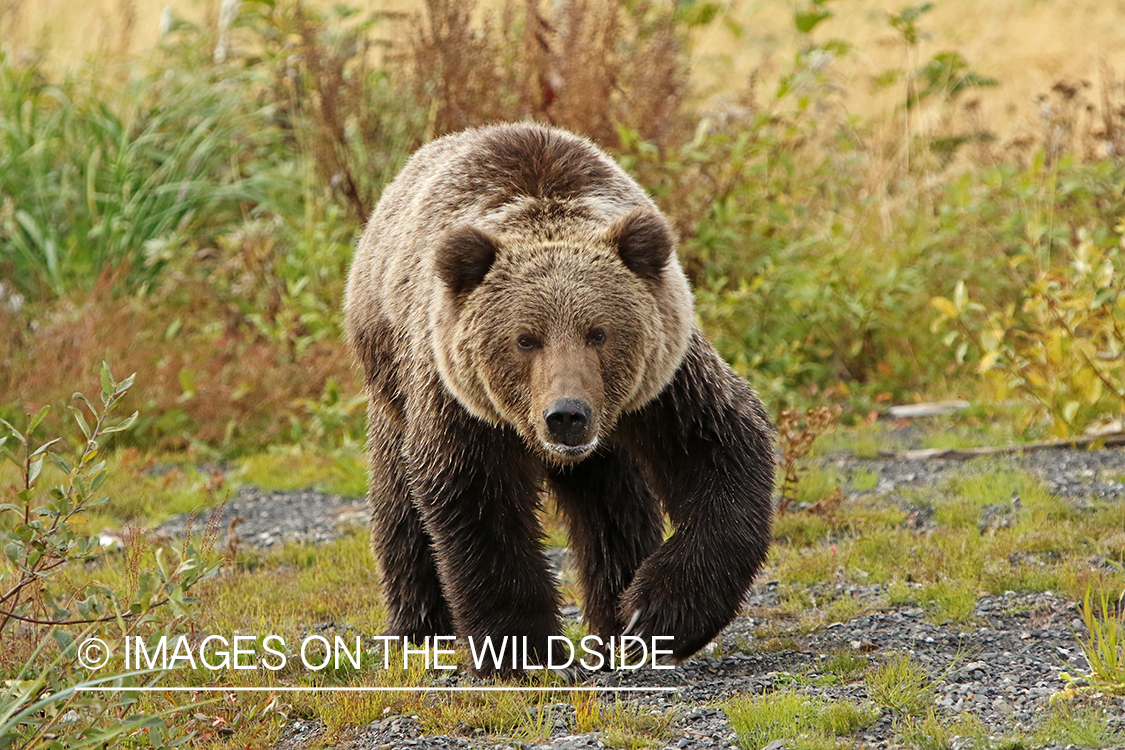 Brown Bear in Alaska.