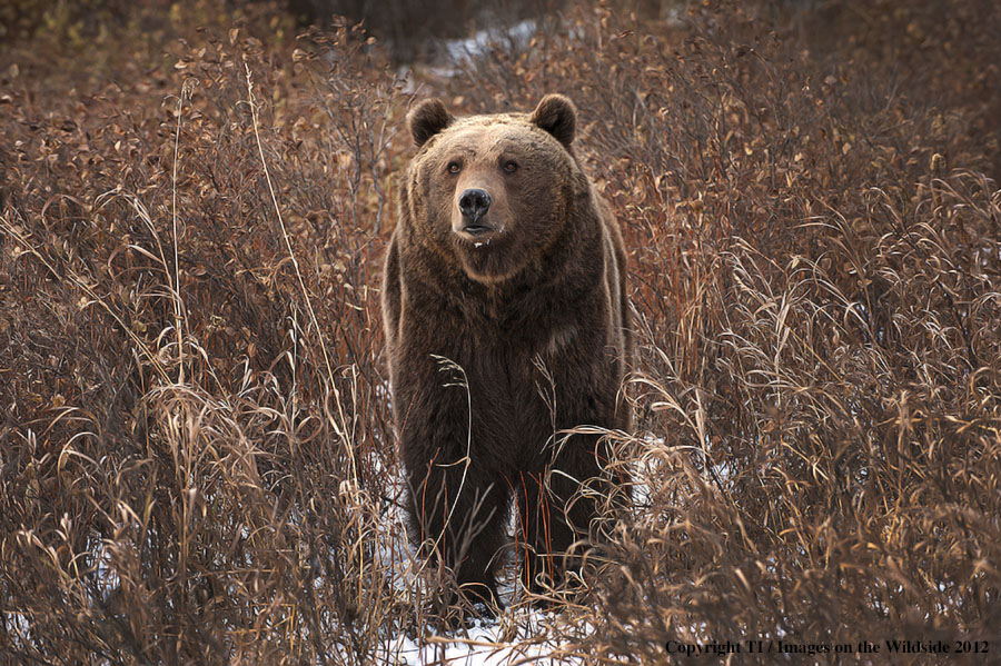 Grizzly Bear in habitat.