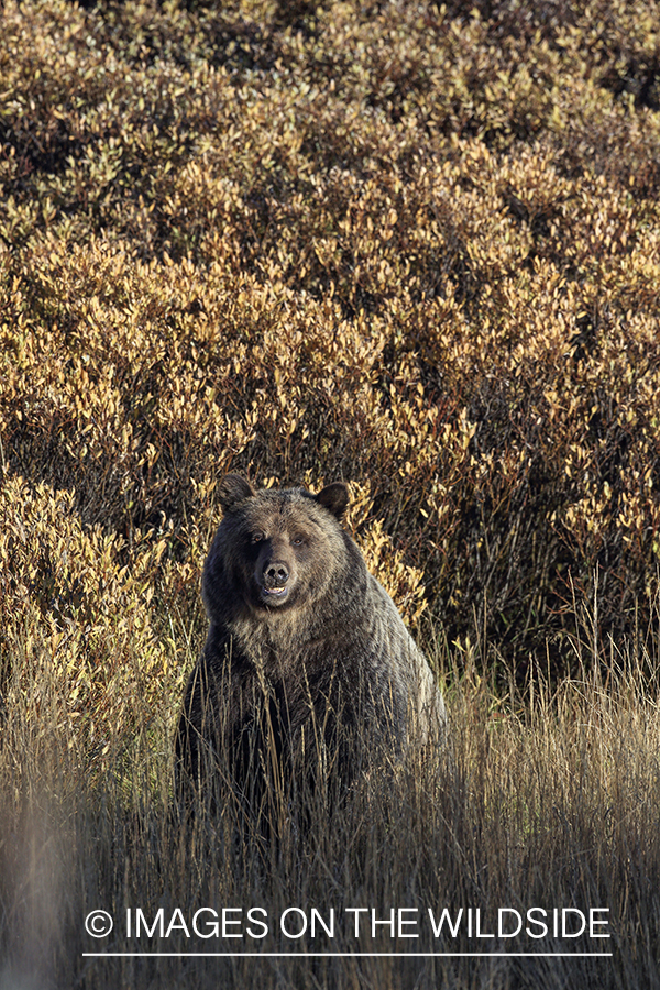 Grizzly bear in Rocky Mountain habitat.