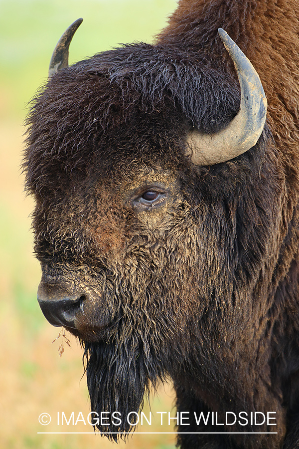 American Bison Bull Portrait.