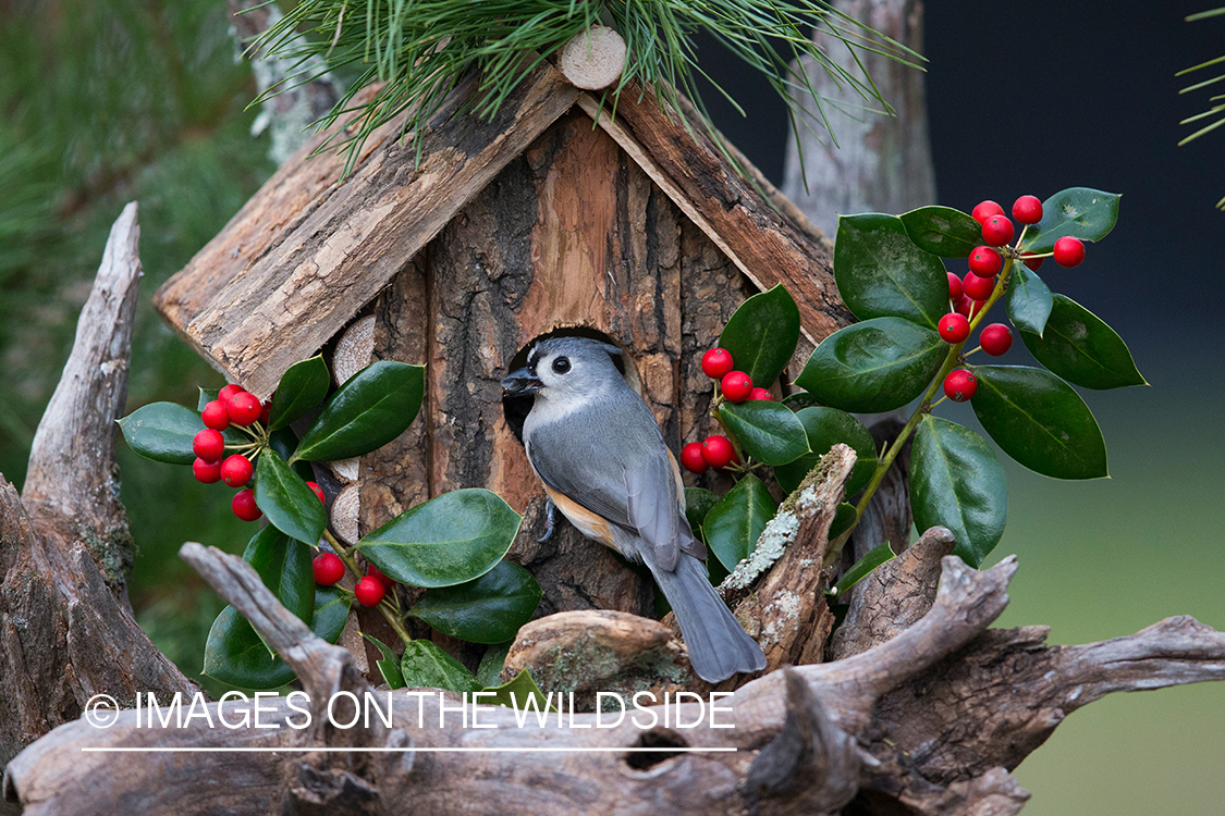 Tufted titmouse in habitat. 