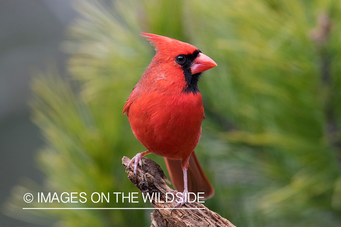 Northern Cardinal on branch.