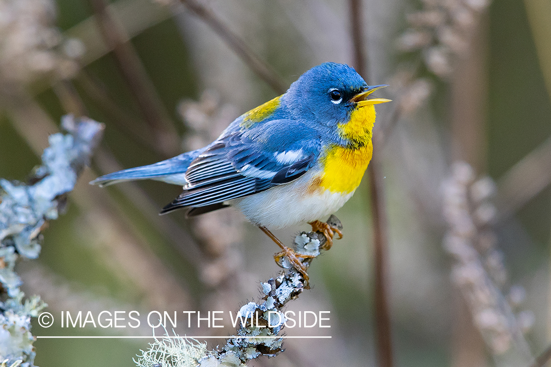 Northern Parula Warbler on branch.