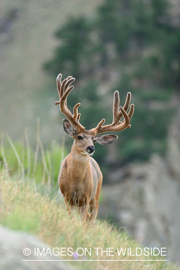 Mule deer buck in habitat. 