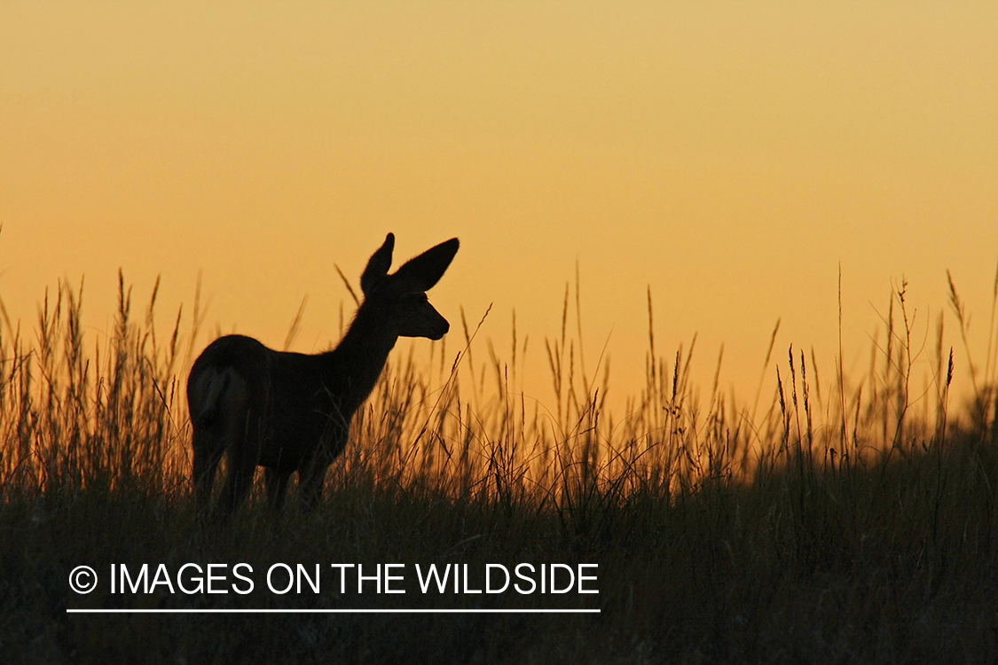 Mule deer doe in habitat. 