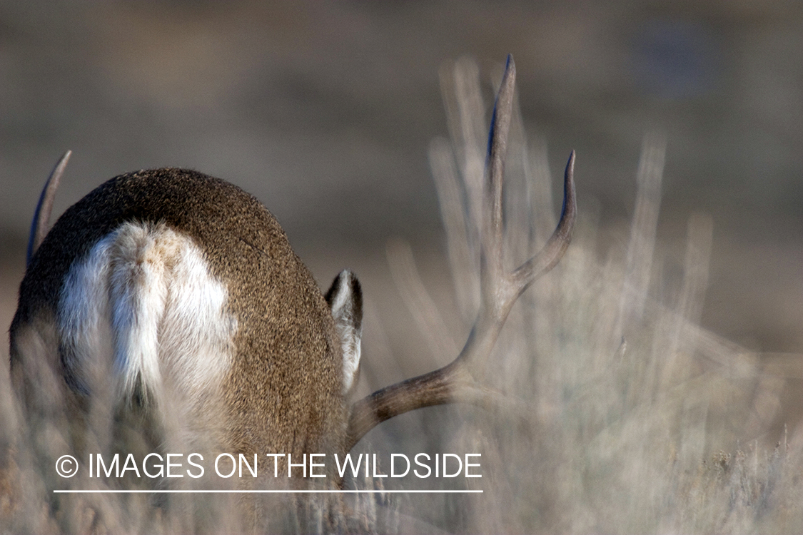 Mule deer grazing 