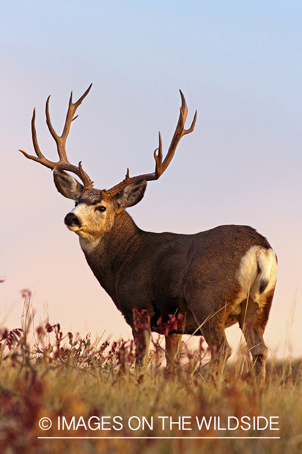 Mule Deer buck at sunrise.