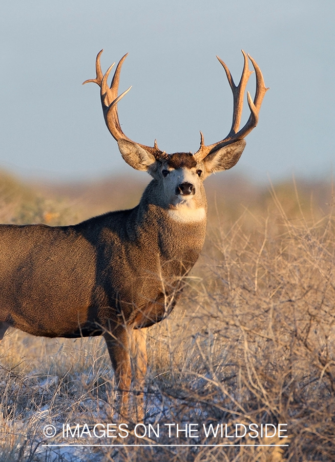 Mule deer buck in habitat.