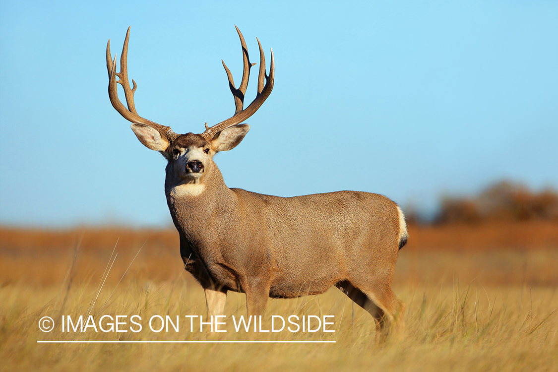 Mule deer buck in field.