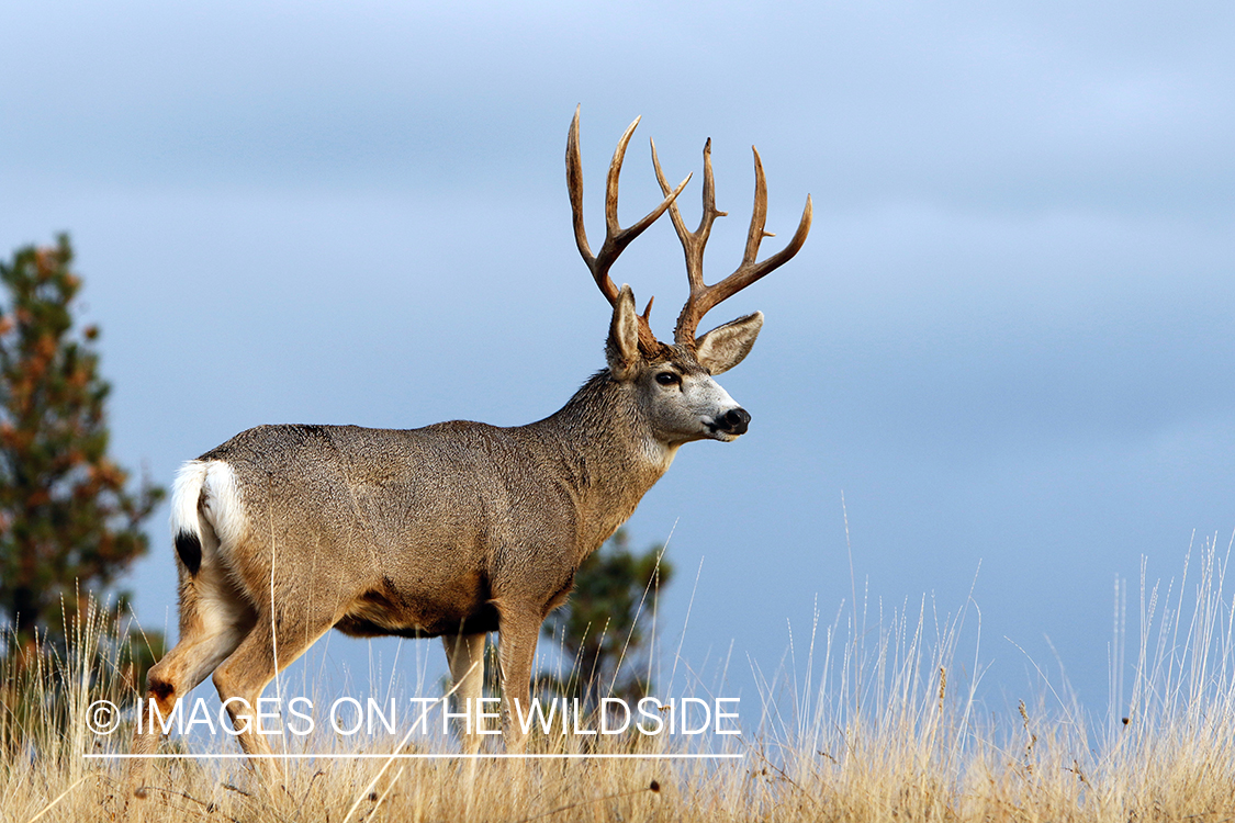 Mule deer buck in field.