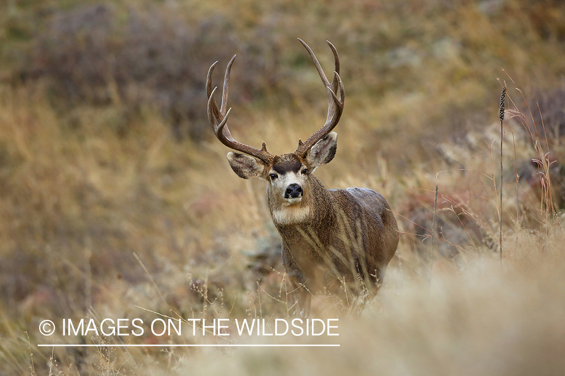 Mule deer buck in field.