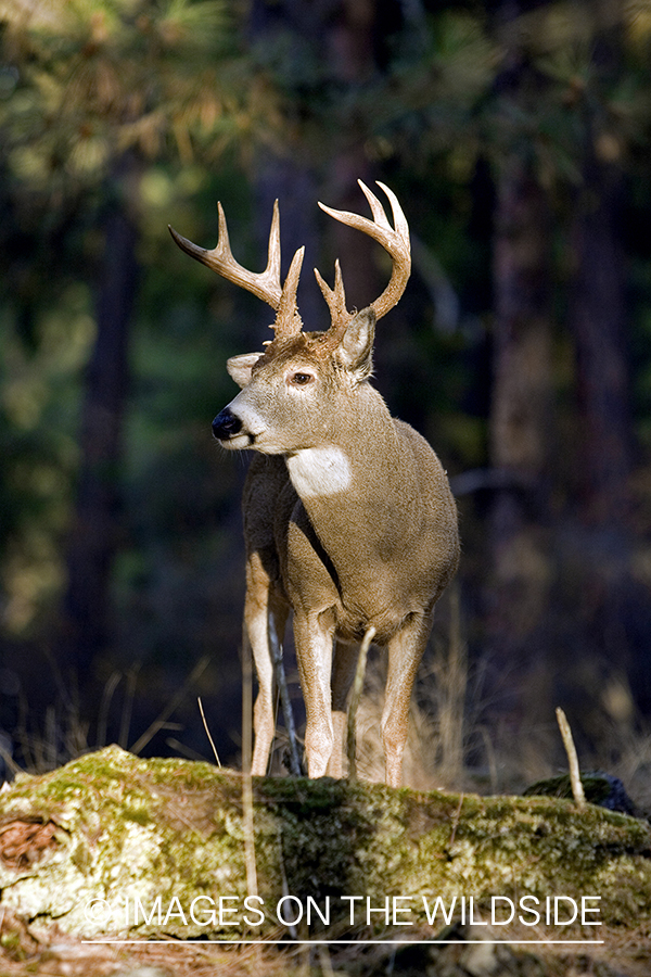 White-tailed deer in habitat