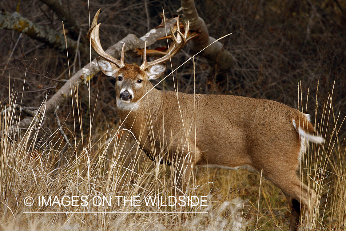 Whitetail Buck