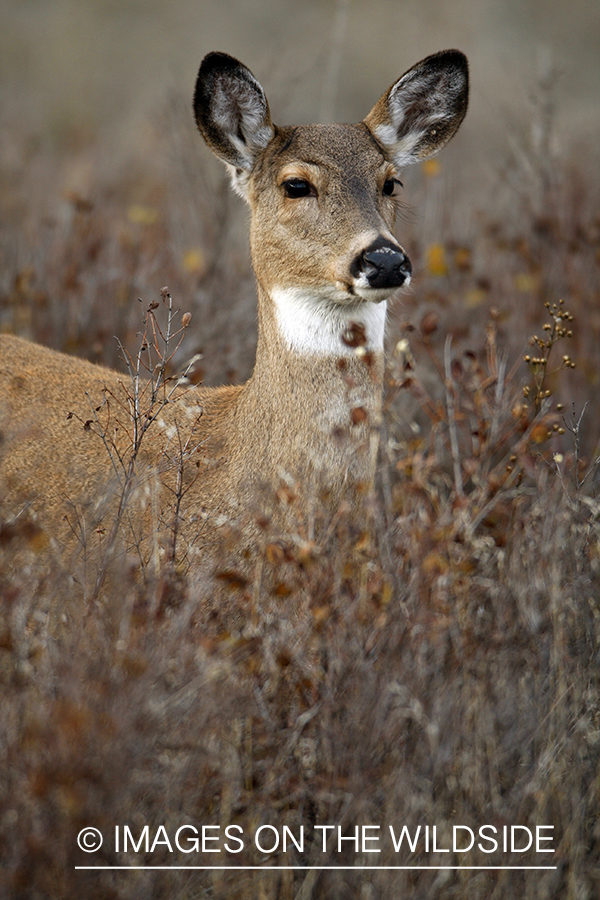 Whitetail Doe