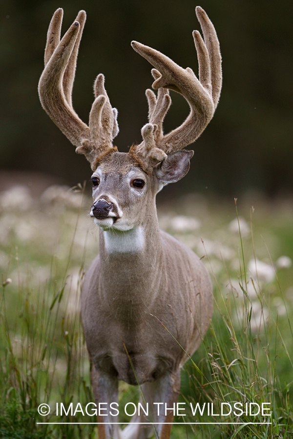 Whitetail buck in velvet