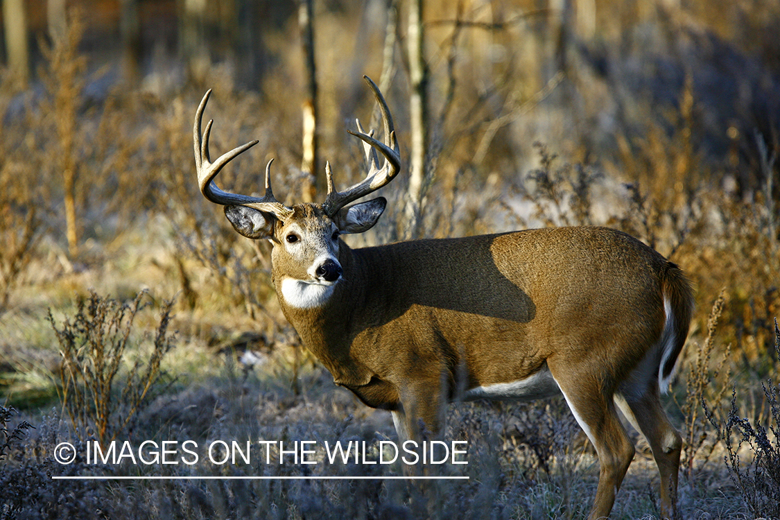 Whitetail buck in habitat