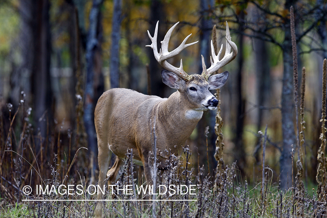 Whitetail buck in habitat