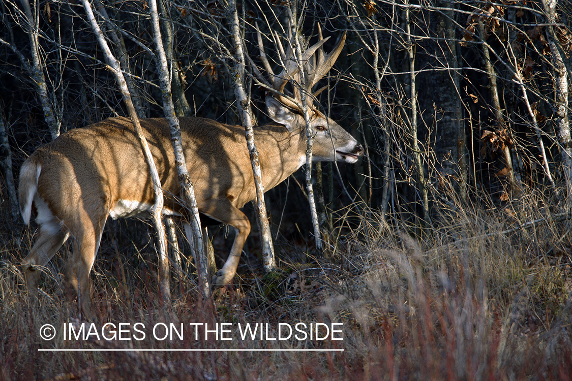 Whitetail buck rubbing antlers on tree.