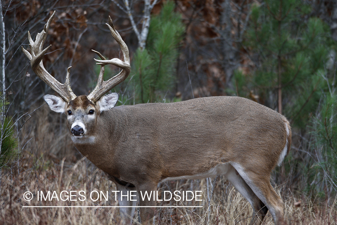 Whitetail buck in habitat.