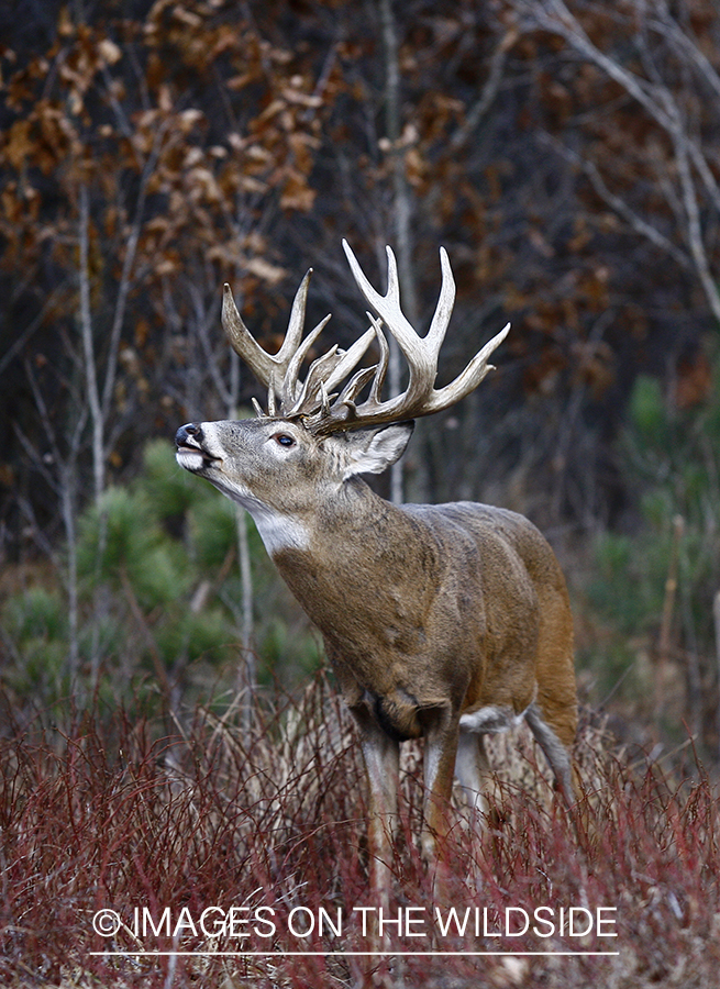 Whitetail buck in habitat.