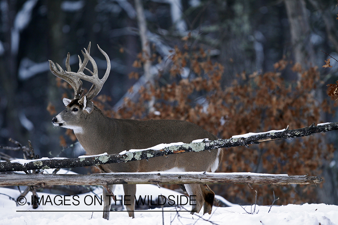 White-tailed buck in habitat.