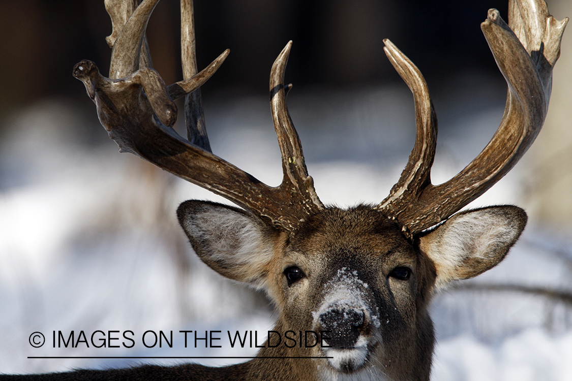 White-tailed buck in habitat.