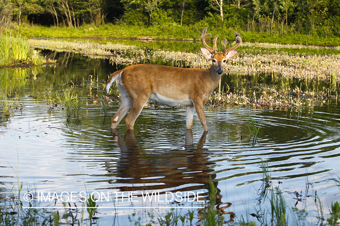 Whie-tailed deer apple creek